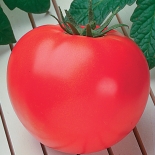 Sunmaster Tomato