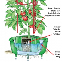 Tomato Booster with Free Giant Tree Seeds